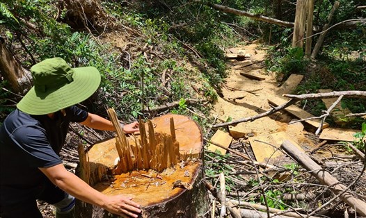 Cơ quan chức năng đang làm rõ vụ xe chở gỗ và vụ phá rừng tại huyện Kbang, Gia Lia. Ảnh T.T