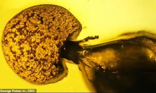 Mẫu vật kiến hóa thạch ​​lâu đời nhất được biết đến, đã bị nhiễm một loại nấm ký sinh. Ảnh: OSU