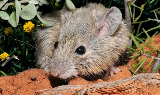 Loài chuột bản địa ở Australia này được cho là đã tuyệt chủng hoàn toàn. Ảnh: Australian Wildlife Conservancy
