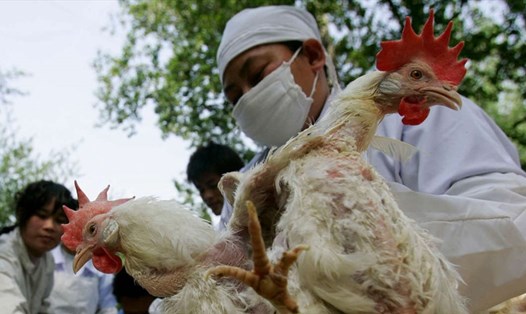 WHO cho biết vẫn chưa tìm ra nguồn lây của bệnh nhân đầu tiên mắc chủng cúm gia cầm H10N3 ở Trung Quốc. Ảnh: Tân Hoa Xã