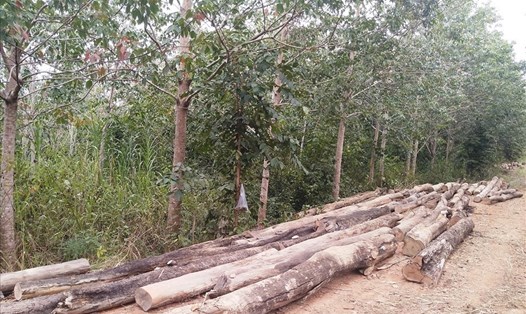 Nhiều vụ phá rừng ở xã biên giới Ia Púch, huyện Chư Prông bị phát hiện, xử lý. Ảnh T.Tuấn