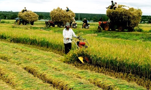 Ứng dụng KHCN nâng cao năng suất lúa tại Thái Bình. Nguồn: KHCN