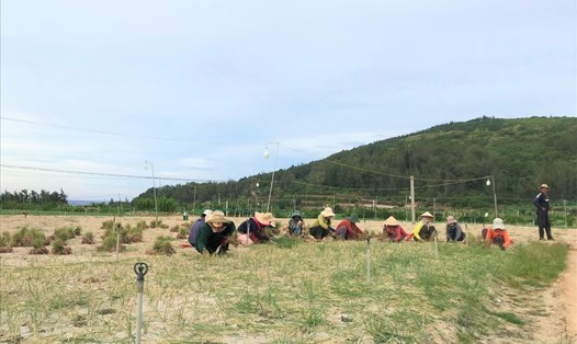 Đất nông nghiệp dùng để trồng tỏi ở đảo Lý Sơn (Quảng Ngãi). 
Ảnh: Thanh Chung