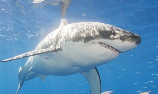 Cá mập trắng chỉ là một trong ba loài cá mập từng tấn công con người. Ảnh: AFP