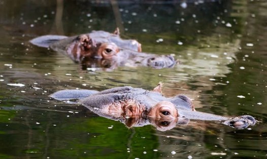 Những con động vật ngâm mình trong nước để trốn cái nóng kỷ lục. Ảnh: San Antonio Zoo