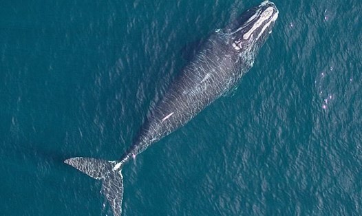 Những con cá voi Bắc Đại Tây Dương sinh ra ngày nay ngắn hơn tới 1m so với những con sinh ra cách đây 30 năm. Ảnh: NOAA