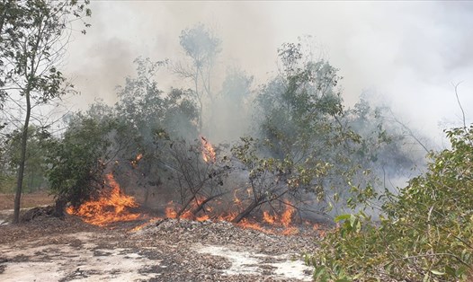 Cháy rừng phòng hộ ở huyện Thăng Bình. Ảnh: Thanh Chung