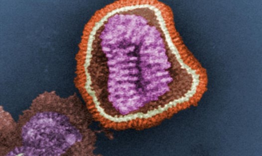 Virus cúm H3N2 có thể đã "tuyệt chủng" trong đại dịch COVID-19. Ảnh: Wiki