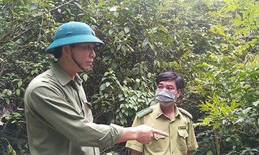 Ông Trần Đình Hiệp - Bí thư Huyện ủy Mang Yang ((tỉnh Gia Lai) - cùng lực lượng chức năng tại hiện trường vụ phá rừng xã Hra. Ảnh: T.Tuấn