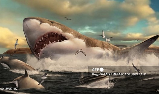 Cá mập cổ đại gần như bị xóa sổ hoàn toàn trong sự kiện tuyệt chủng bí ẩn ở thế Trung Tân cách đây 19 triệu năm. Ảnh: AFP