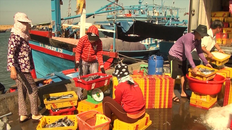 Ngư dân Phú Yên đánh bắt được nhiều cá ồ nhờ nâng cấp phương tiện, đổi mới phương thức đánh bắt an toàn. Ảnh: Phương Uyên