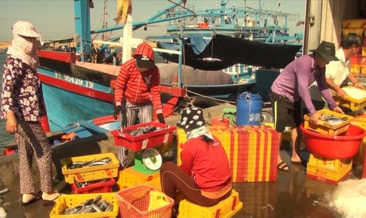 Ngư dân Phú Yên đánh bắt được nhiều cá ồ nhờ nâng cấp phương tiện, đổi mới phương thức đánh bắt an toàn. Ảnh: Phương Uyên