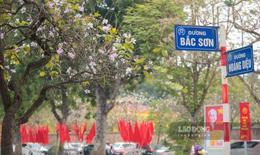 Hoa ban được trồng tại các con đường, tuyến phố của Hà Nội. Ảnh Tô Thế