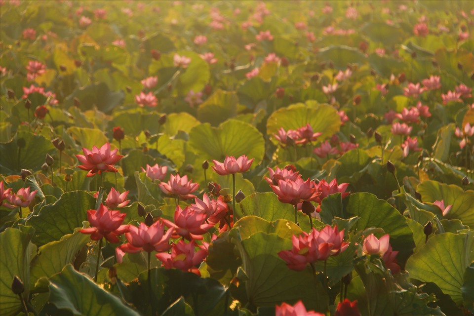 Sen trổ ngời. Ảnh: Đình Quân.