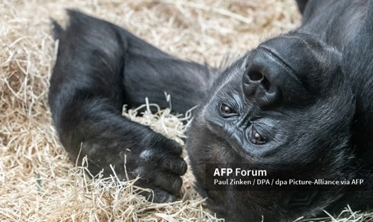 Tất cả các loài vượn lớn (khỉ đột, tinh tinh, đười ươi) đều đã bị đe dọa tuyệt chủng hoặc cực kỳ nguy cấp. Ảnh: AFP
