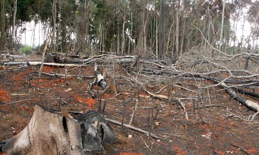 Nhiều cánh rừng tự nhiên ở Đắk Nông đã bị người dân hủy hoại nhằm chiếm đất làm rẫy. Ảnh: Bảo Lâm