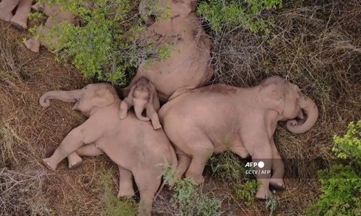 Đàn voi rừng Trung Quốc đang nghỉ ngơi sau hành trình bí ẩn 500km. Ảnh: AFP