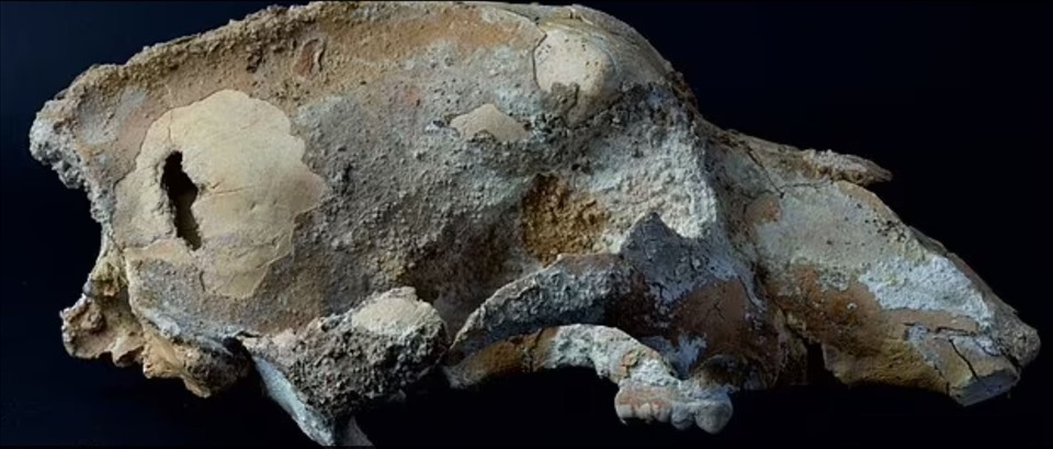 Ice age bear skull reveals important activity of human ancestors