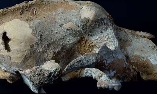 Chiếc hộp sọ gấu từ kỷ băng hà là bằng chứng mới nhất về hoạt động săn bắt của tổ tiên con người. Ảnh: Đại học Liên bang Ural
