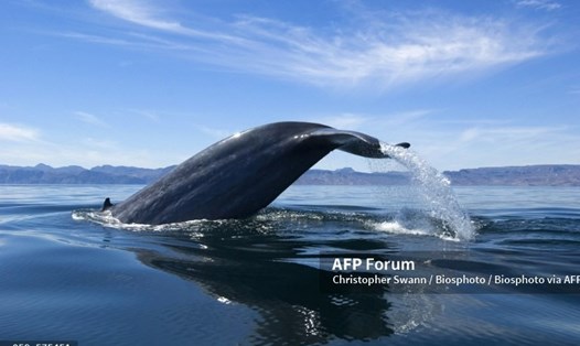 Một quần thể cá voi xanh lùn mới đã được phát hiện ở Ấn Độ Dương. Ảnh: AFP