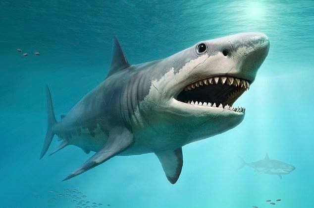 Tính toán mới về chiều dài của cá mập săn mồi đáng sợ nhất thế giới