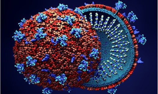 Mỗi hạt virus SARS-CoV-2 có trọng lượng siêu nhỏ. Ảnh: Wiki