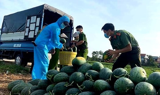 Hỗ trợ người dân thu hoạch, tiêu thụ nông sản. Ảnh: Nguyễn Anh Tuấn