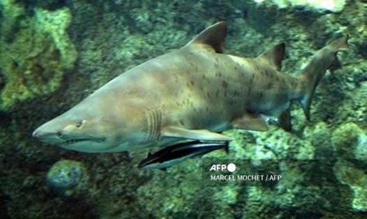 Sẽ là nhân hóa khi nói về "tình bạn" của loài cá mập bò. Ảnh: AFP