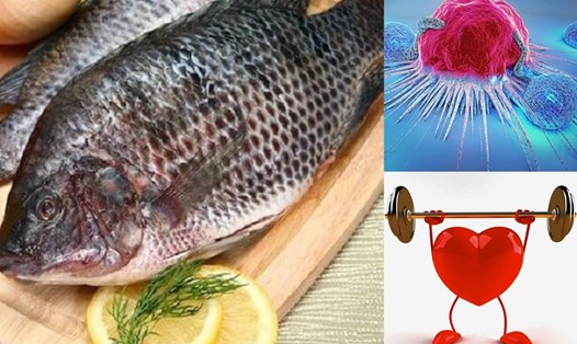 Ngăn ngừa ung thư và các lợi ích của cá rô phi đối với sức khoẻ. Đồ hoạ: Vy Vy