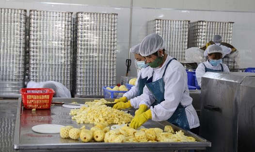 Công nhân Nhà máy chế biến rau quả xuất khẩu chế biến dứa. Ảnh minh họa BLC