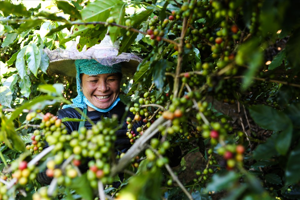 Ara-Tay: Cà phê arabica “tử tế đến từng hạt” của người Thái - Sơn La