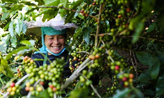 Cầm Thị Mòn đã làm cuộc cách mạng cho cây cà phê arabica ở xã Chiềng Chung và Mường Chanh, huyện Mai Sơn, tỉnh Sơn La. Ảnh: Giang Phạm