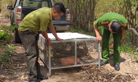 Lực lượng chức năng tỉnh Đắk Nông tôt chức thả động vật về rừng. Ảnh: Bảo Lâm