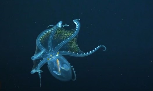Cận cảnh con bạch tuộc thủy tinh trong suốt phát hiện dưới vùng nước sâu biển Thái Bình Dương. Ảnh: Schmidt Ocean Institute