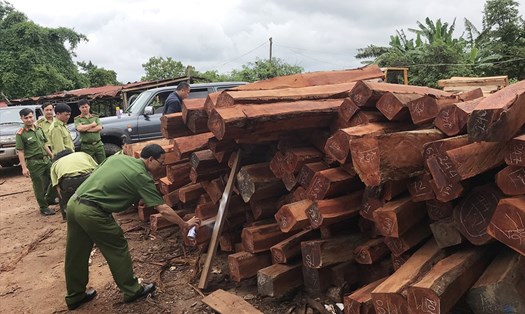 Công an Gia Lai phát hiện kho gỗ lậu lớn trong xưởng của doanh nghiệp Hùng Ny. Ảnh: VN