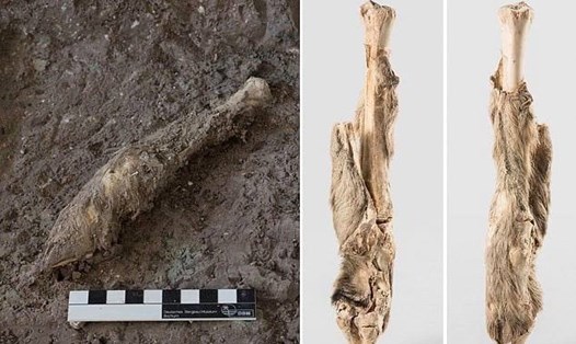 Các nhà khảo cổ đã tìm thấy xác ướp của một con cừu có mô mềm vẫn còn dính ở xương trong mỏ muối Chehrābād của người Iran cổ đại. Ảnh: Đại học Trinity Dublin