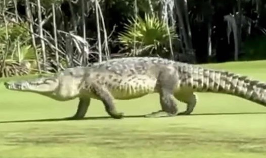 Cận cảnh con cá sấu khổng lồ dài tới 4,6m đi ngang qua sân golf. Ảnh: Dreams Playa Mujeres golf resort
