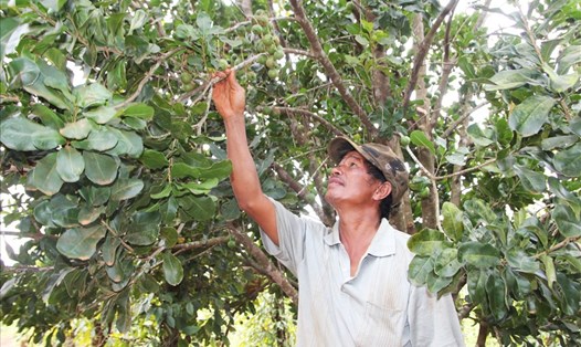 Tính đến nay, cây mắc ca đã du nhập vào tỉnh Đắk Nông khoảng 10 năm. Ảnh: Bảo Lâm