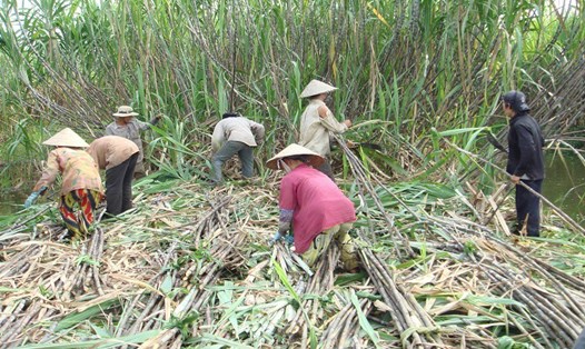 Nông dân trồng mía và ngành mía đường trong nước khó khăn trước "cơn lốc" đường nhập ngoại. Ảnh: Nguyễn Huyền