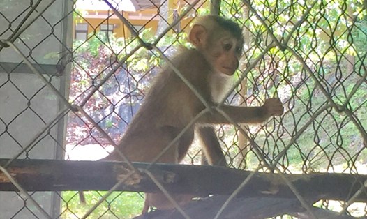 Cá thể khỉ đuôi lợn được người dân giao nộp để thả về Vườn Quốc gia Vũ Quang. Ảnh: KL.