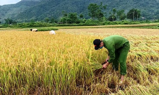 Giá gạo giảm kéo giá lúa trong nước giảm, xuất khẩu gạo kém sôi động. Ảnh: Tuấn Hường