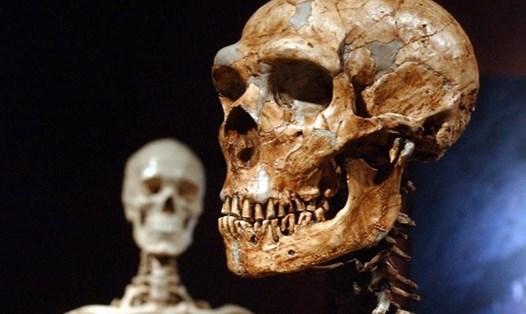 Bộ xương người Neanderthal được tái tạo (phải) và một bộ xương người hiện đại được trưng bày. Ảnh: Bảo tàng Lịch sử Tự nhiên ở New York