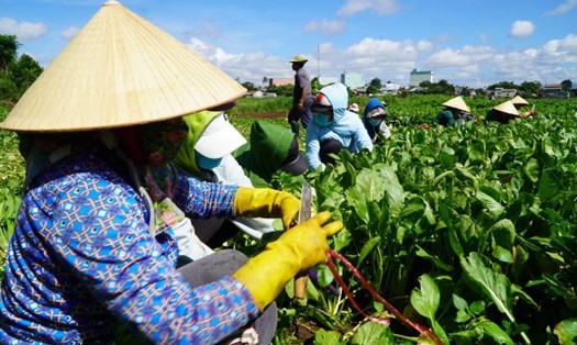 Người Gia Lai thu hoạch, gom rau quả tươi gửi vào TPHCM trong giai đoạn khó khăn do dịch. Ảnh T.T