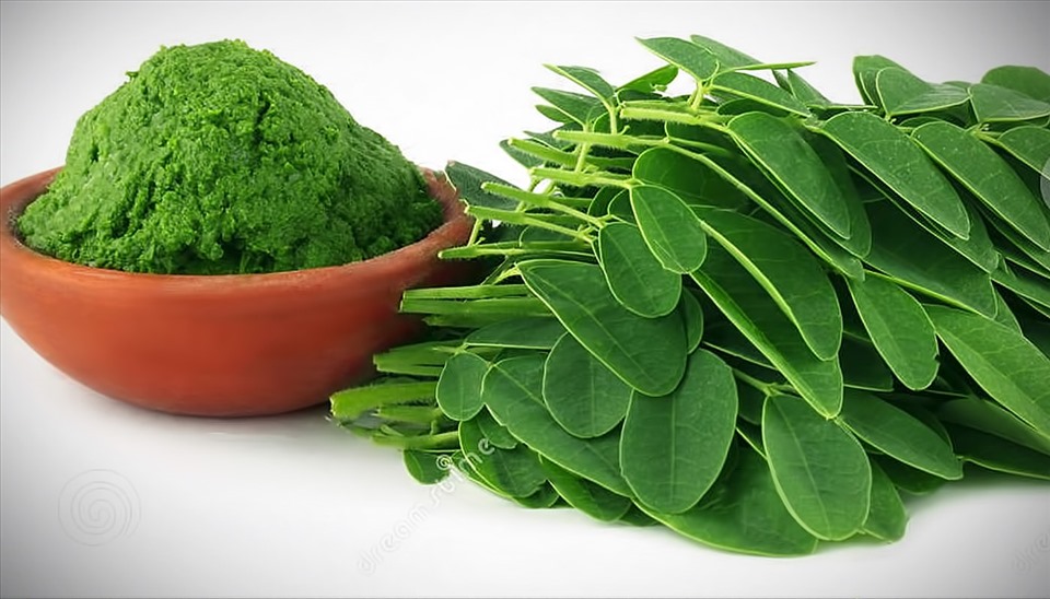 Tác dụng bất ngờ từ lá chùm ngây có thể bạn chưa biết