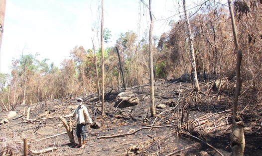 Cháy rừng ở huyện Phước Sơn do đốt thực bì gây ra. Ảnh: Thanh Chung