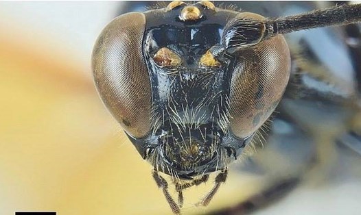 Loài ong bắp cày mới có tên khoa học là Dolichomitus meii. Ảnh: Đại học Turku/ INPA