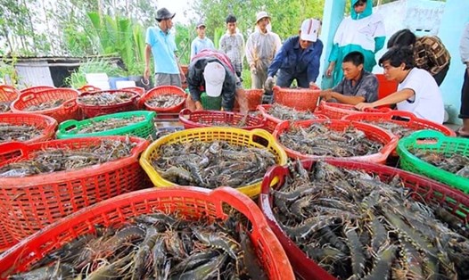 Chiều ngày 20.7, tỉnh Sóc Trăng đưa thêm hàng hóa phục vụ nông nghiệp, thủy sản... vào danh mục các mặt hàng thiết yếu khi giãn cách xã hội theo Chỉ thị 16. Ảnh: Nhật Hồ