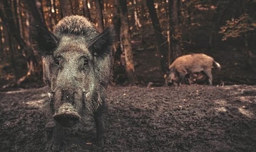 Một nghiên cứu mới cảnh báo loài lợn rừng đang giải phóng khoảng 4,9 triệu tấn carbon dioxide (CO2) trên toàn cầu mỗi năm. Ảnh: Đại học Queensland