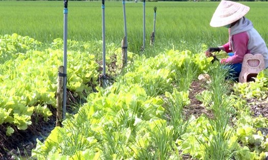 Vùng trồng rau màu tại xã Tham Đôn, huyện Mỹ Xuyên, tỉnh Sóc Trăng không vận chuyển ấp ra khỏi ấp được khiến người trồng lâm vào cảnh khó khăn. Ảnh: Nhật Hồ
