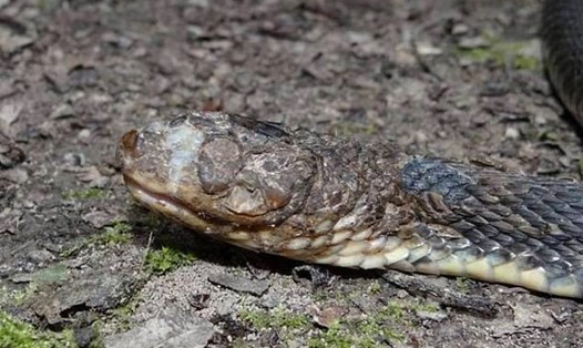 Những con rắn ở miền Đông Mỹ đang bị nhiễm một căn bệnh về da hiếm gặp, bệnh nấm rắn, gây đóng vảy và đục mắt. Ảnh: Cơ quan Khảo sát Địa chất Mỹ (USGS)